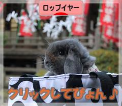 にほんブログ村 うさぎブログ ロップイヤーへ