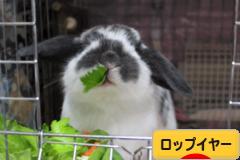 にほんブログ村 うさぎブログ ロップイヤーへ