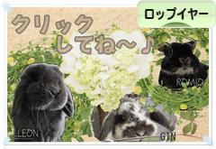 にほんブログ村 うさぎブログ ロップイヤーへ