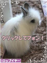 にほんブログ村 うさぎブログ ロップイヤーへ