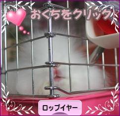 にほんブログ村 うさぎブログ ロップイヤーへ