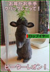 にほんブログ村 うさぎブログ ロップイヤーへ