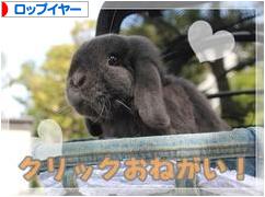 にほんブログ村 うさぎブログ ロップイヤーへ