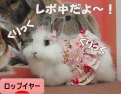 にほんブログ村 うさぎブログ ロップイヤーへ