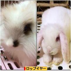 にほんブログ村 うさぎブログ ロップイヤーへ