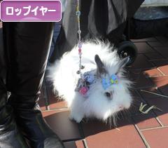 にほんブログ村 うさぎブログ ロップイヤーへ