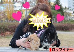 にほんブログ村 うさぎブログ ロップイヤーへ