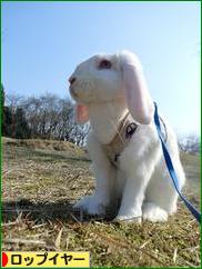 にほんブログ村 うさぎブログ ロップイヤーへ