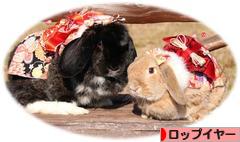 にほんブログ村 うさぎブログ ロップイヤーへ