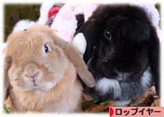 にほんブログ村 うさぎブログ ロップイヤーへ