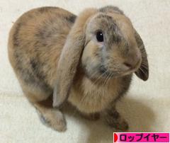 にほんブログ村 うさぎブログ ロップイヤーへ