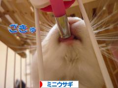 にほんブログ村 うさぎブログ ミニウサギへ