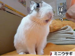 にほんブログ村 うさぎブログ ミニウサギへ