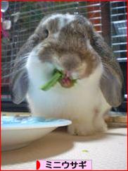 にほんブログ村 うさぎブログ ミニウサギへ