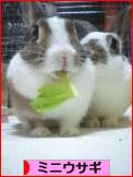 にほんブログ村 うさぎブログ ミニウサギへ