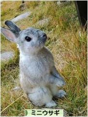 にほんブログ村 うさぎブログ ミニウサギへ