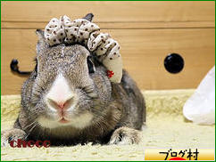 にほんブログ村 うさぎブログ ミニウサギへ