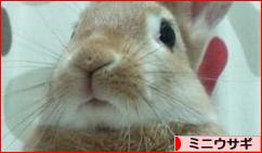にほんブログ村 うさぎブログ ミニウサギへ