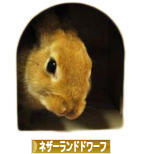 にほんブログ村 うさぎブログ ネザーランドドワーフへ