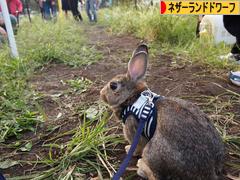 にほんブログ村 うさぎブログ ネザーランドドワーフへ