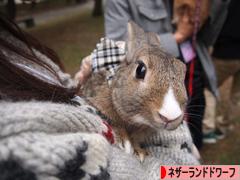 にほんブログ村 うさぎブログ ネザーランドドワーフへ