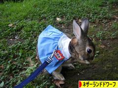 にほんブログ村 うさぎブログ ネザーランドドワーフへ