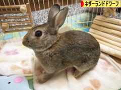 にほんブログ村 うさぎブログ ネザーランドドワーフへ