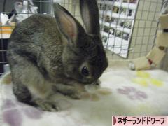 にほんブログ村 うさぎブログ ネザーランドドワーフへ