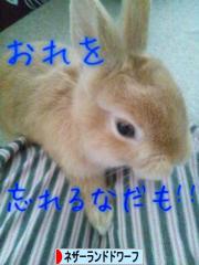 にほんブログ村 うさぎブログ ネザーランドドワーフへ