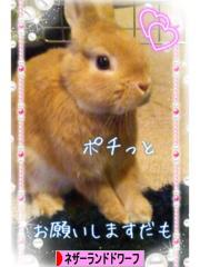 にほんブログ村 うさぎブログ ネザーランドドワーフへ