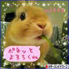 にほんブログ村 うさぎブログ ネザーランドドワーフへ