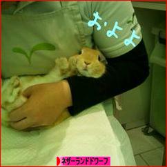 にほんブログ村 うさぎブログ ネザーランドドワーフへ