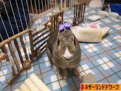 にほんブログ村 うさぎブログ ネザーランドドワーフへ