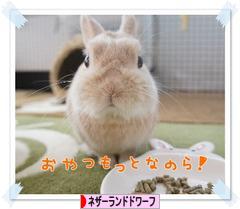 にほんブログ村 うさぎブログ ネザーランドドワーフへ