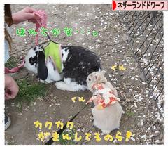 にほんブログ村 うさぎブログ ネザーランドドワーフへ