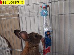 にほんブログ村 うさぎブログ ネザーランドドワーフへ