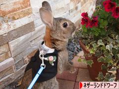 にほんブログ村 うさぎブログ ネザーランドドワーフへ