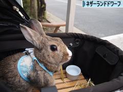 にほんブログ村 うさぎブログ ネザーランドドワーフへ