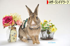 にほんブログ村 うさぎブログ ネザーランドドワーフへ