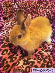 にほんブログ村 うさぎブログ ネザーランドドワーフへ