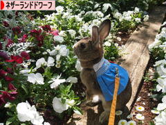 にほんブログ村 うさぎブログ ネザーランドドワーフへ