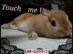 にほんブログ村 うさぎブログ ネザーランドドワーフへ