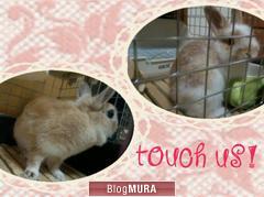 にほんブログ村 うさぎブログ ネザーランドドワーフへ