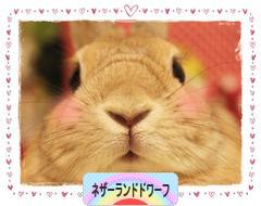 にほんブログ村 うさぎブログ ネザーランドドワーフへ