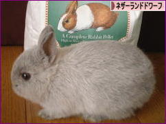 にほんブログ村 うさぎブログ ネザーランドドワーフへ