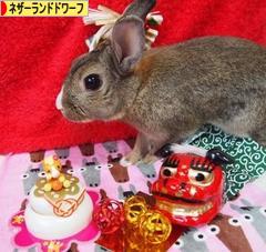 にほんブログ村 うさぎブログ ネザーランドドワーフへ