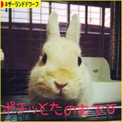 にほんブログ村 うさぎブログ ネザーランドドワーフへ