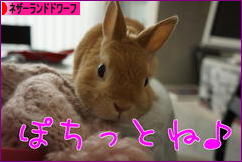 にほんブログ村 うさぎブログ ネザーランドドワーフへ