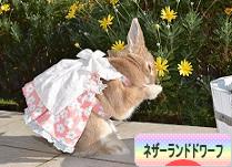 にほんブログ村 うさぎブログ ネザーランドドワーフへ
