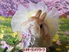 にほんブログ村 うさぎブログ ネザーランドドワーフへ